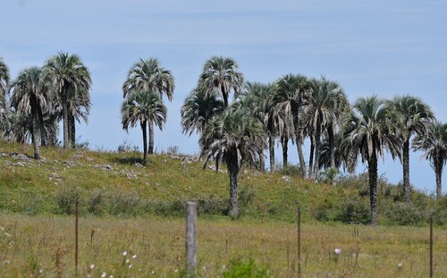 yatay palm
