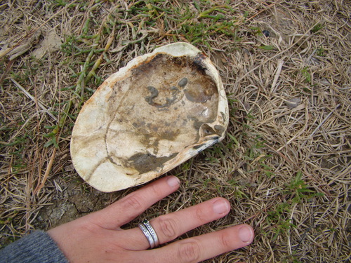 Paphies ventricosa