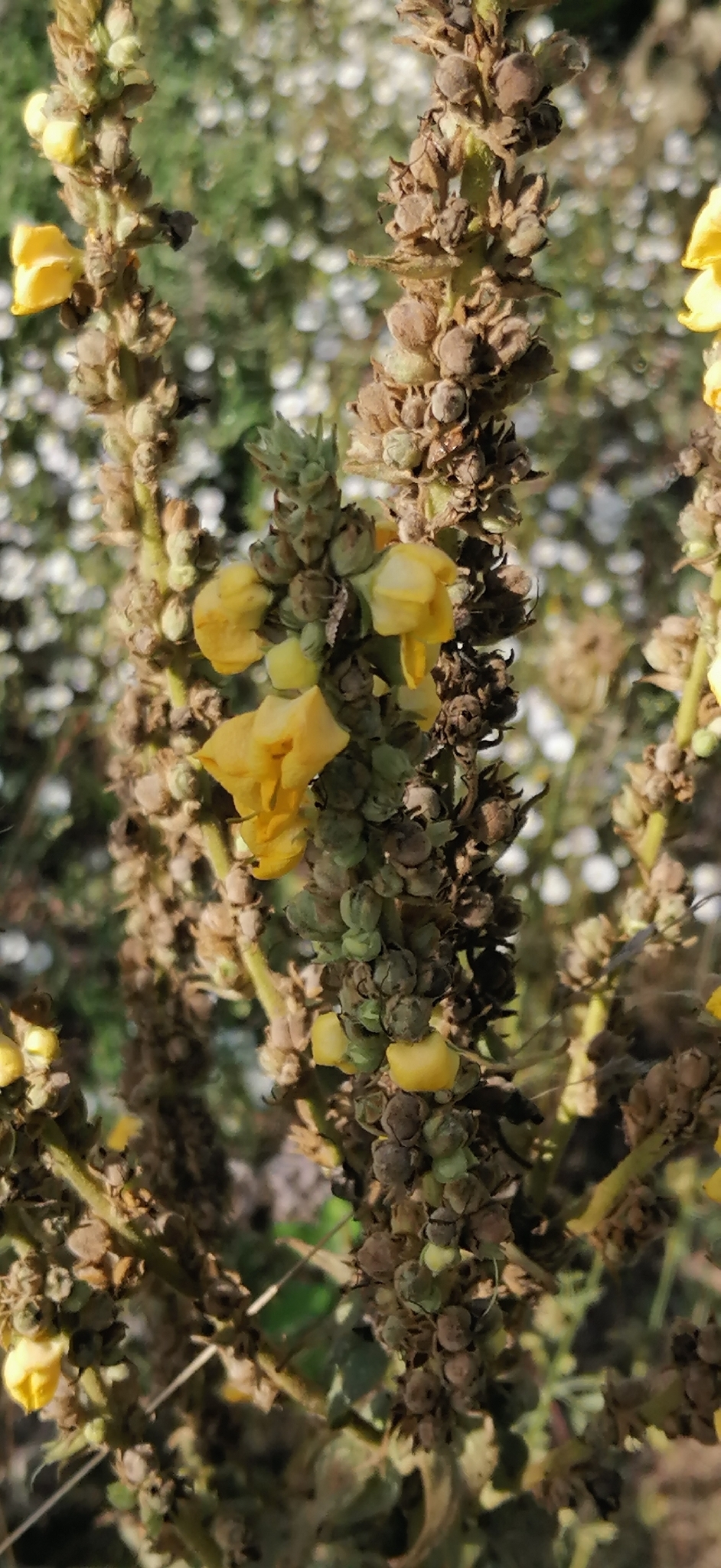 Orange Mullein (Verbascum phlomoides)