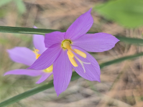 Douglas' grasswidow (Olsynium douglasii)