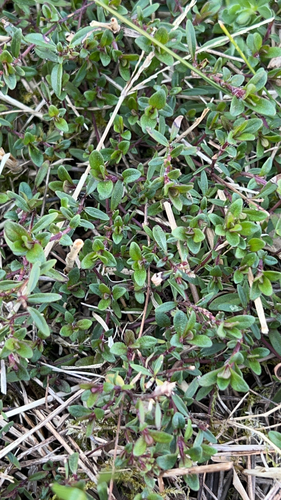 Lemon Thyme (Thymus pulegioides)