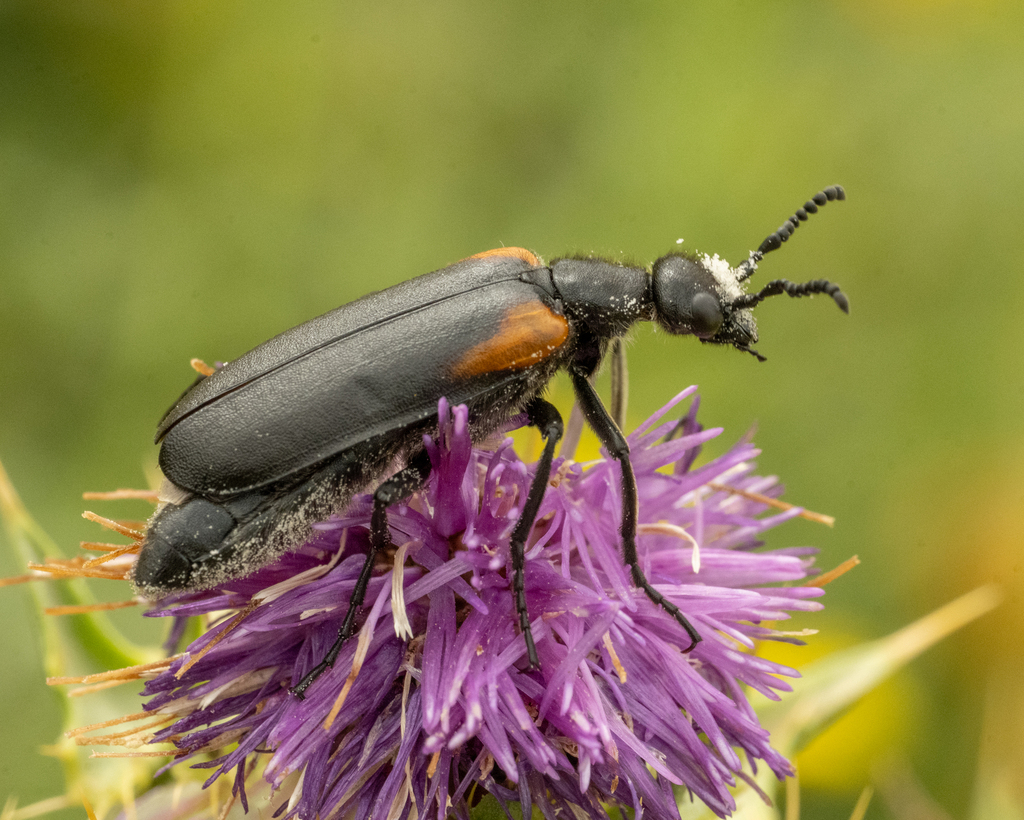 Lydus humeralis