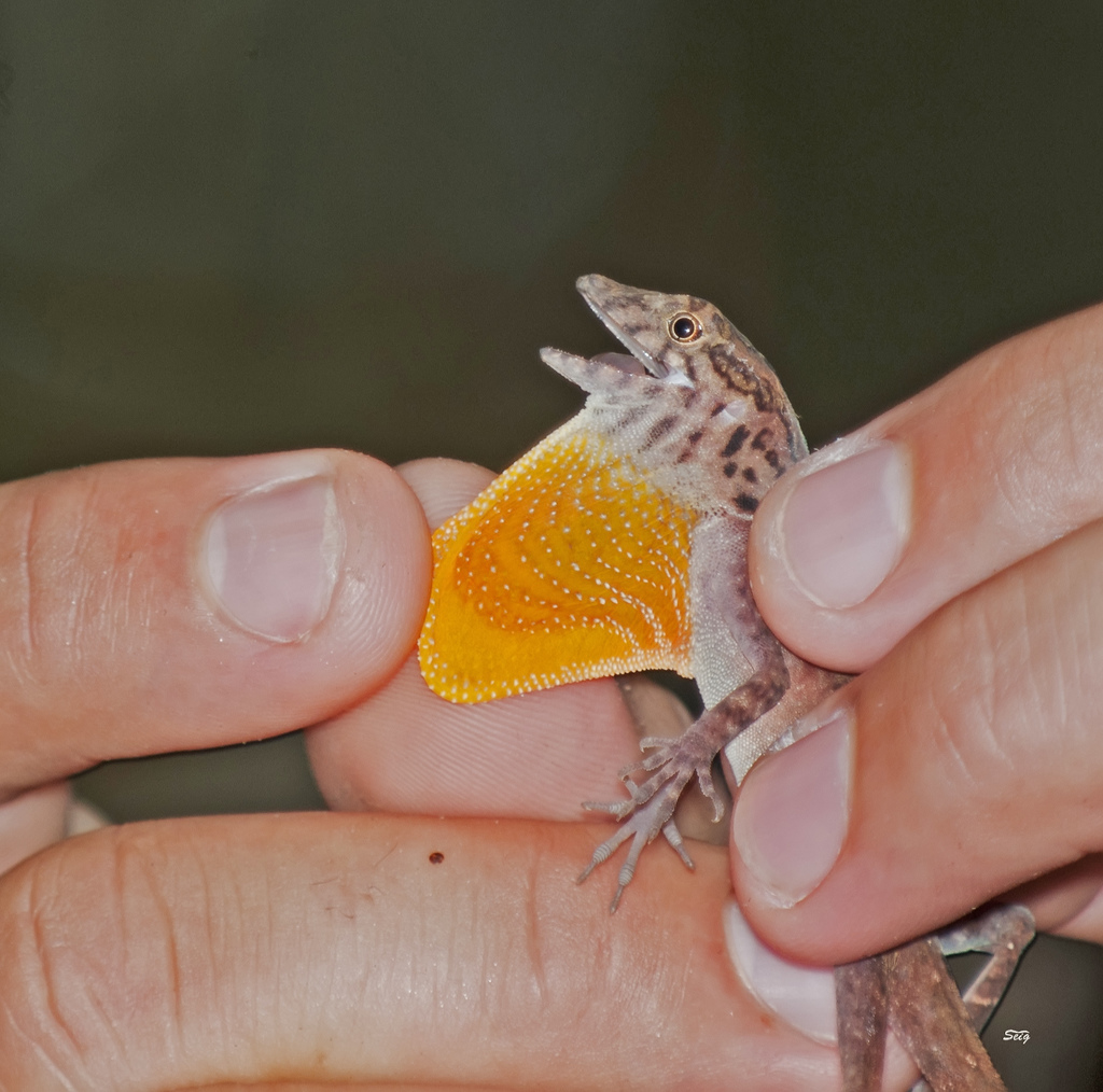 Many-Scaled Anole