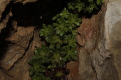 Sedum litoreum