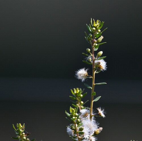 Baccharis dracunculifolia