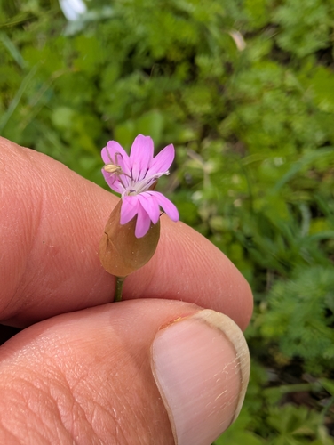 Hairypink (Petrorhagia dubia)