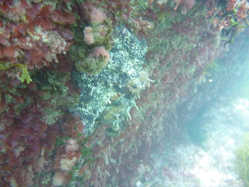 Octopus vulgaris