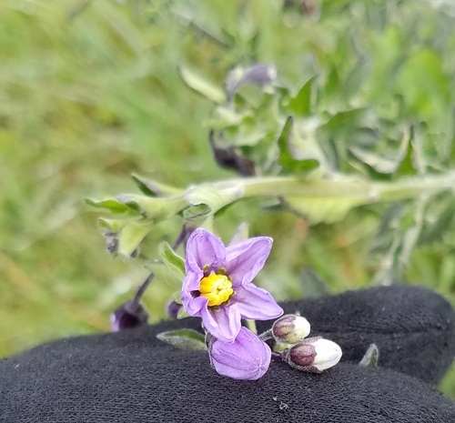 iNaturalist observation photo of bluewitch nightshade