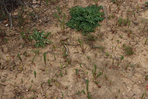 Oxalis massoniana