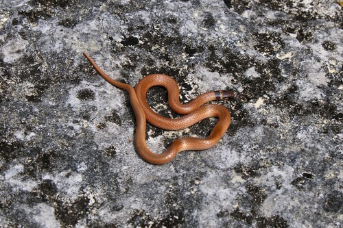 Southeastern Crowned Snake