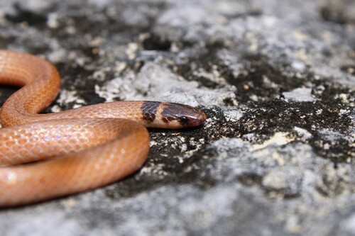 Southeastern Crowned Snake