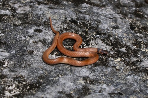 Southeastern Crowned Snake
