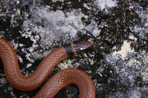 Southeastern Crowned Snake