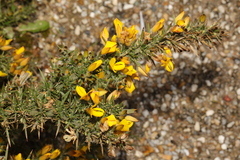 Ulex europaeus