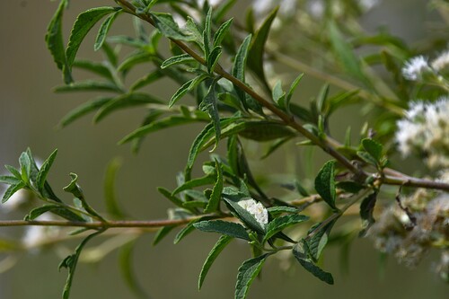 Whiteweed