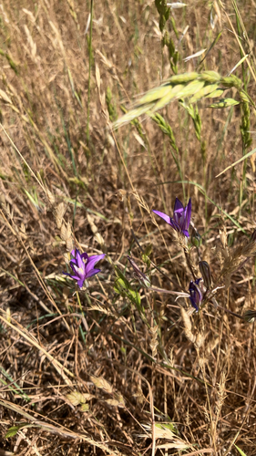 iNaturalist observation photo of harvest brodiaea