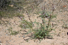 Astragalus preussii