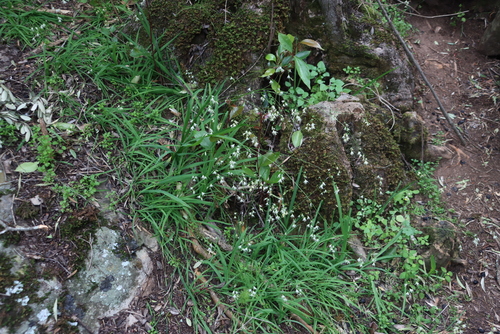 Fairybells (Melasphaerula graminea)