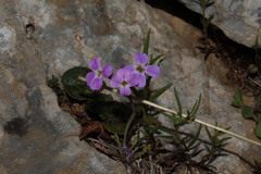 Malcolmia graeca