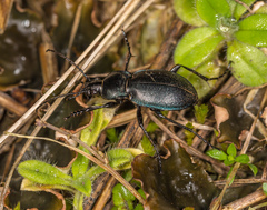 Carabus convexus