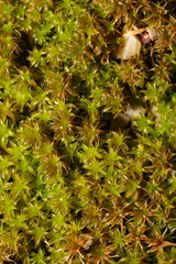 Syntrichia ruralis