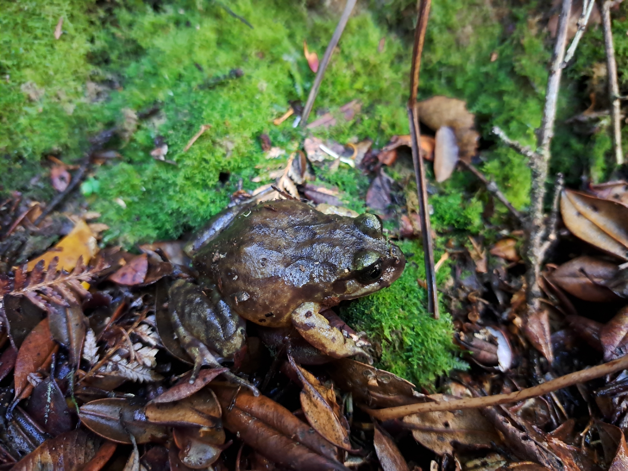 Eupsophus emiliopugini Formas, 1989
