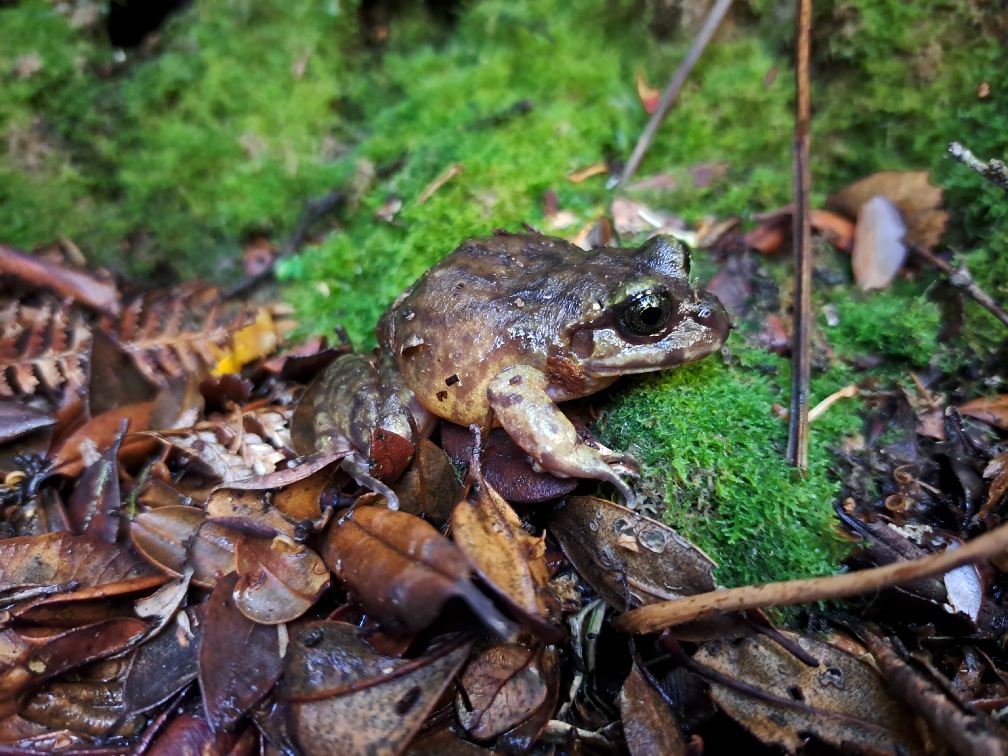 Eupsophus emiliopugini Formas, 1989