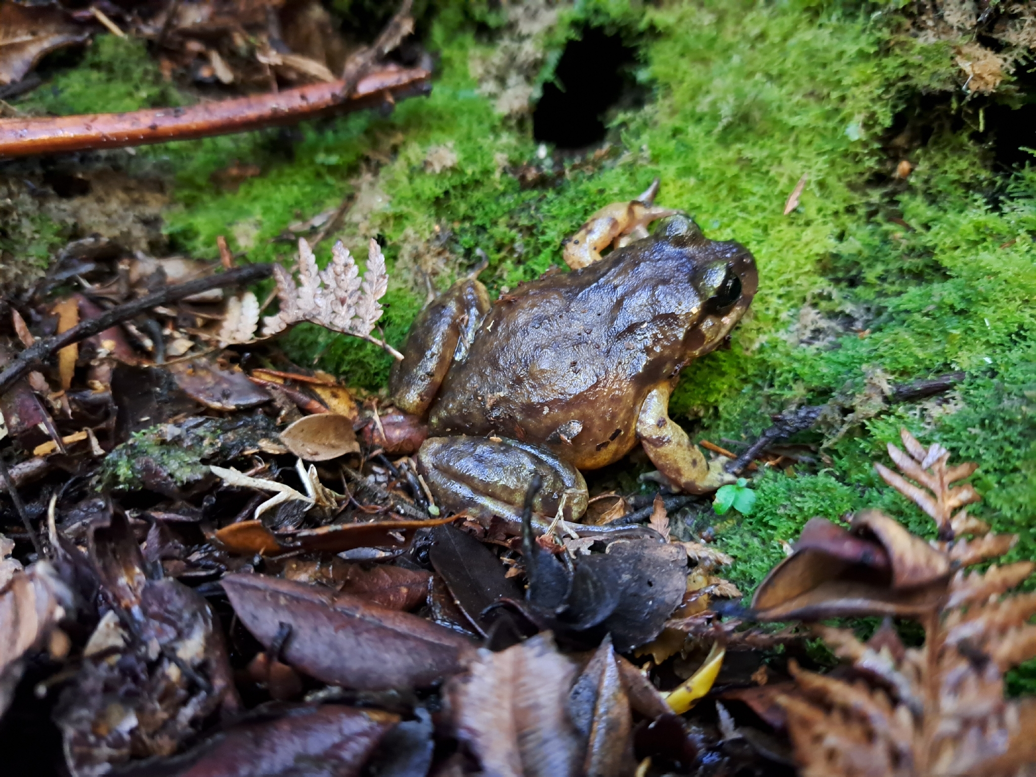 Eupsophus emiliopugini Formas, 1989