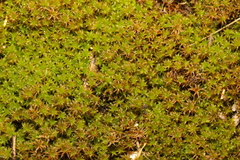 Syntrichia ruralis
