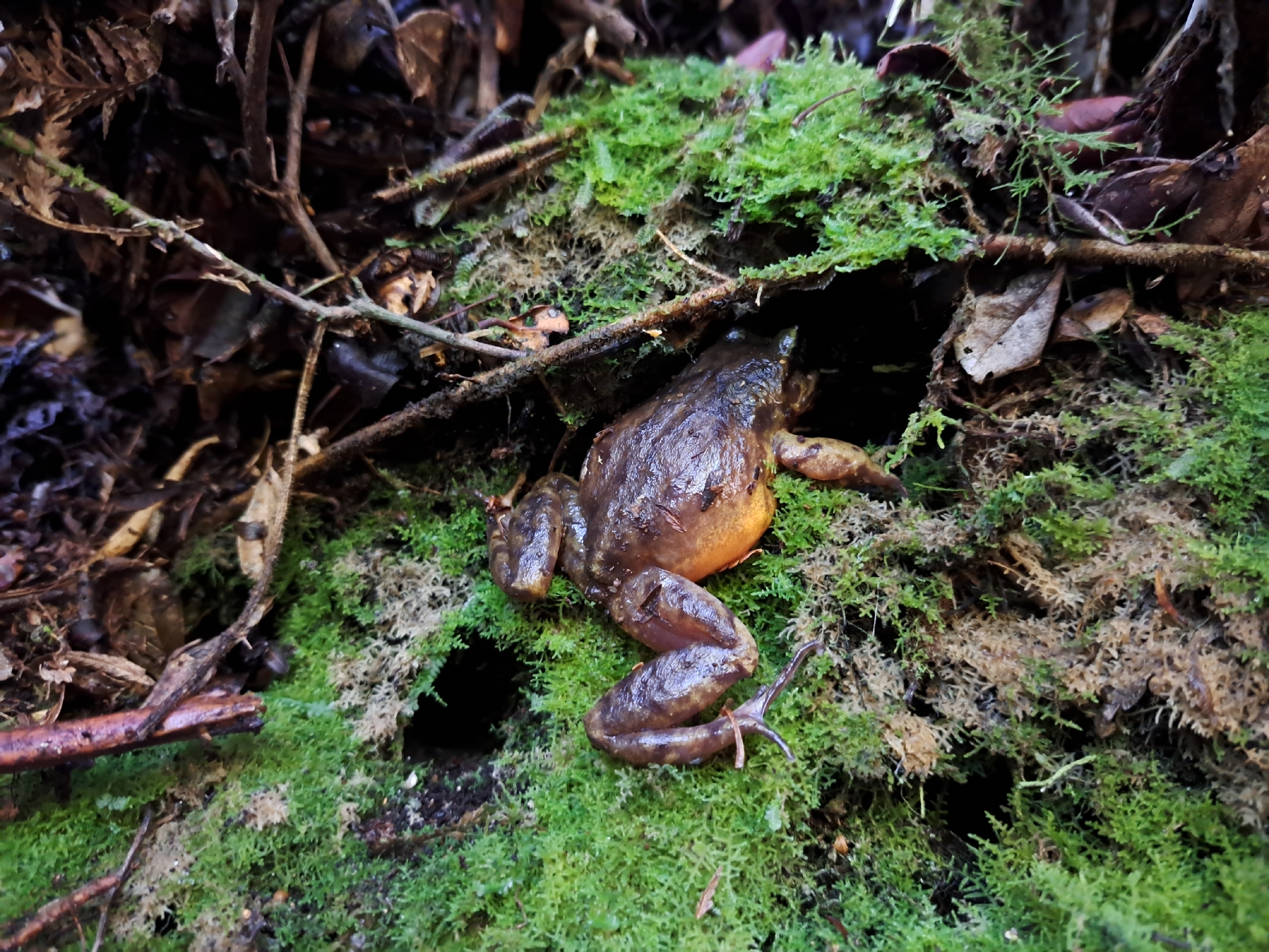 Eupsophus emiliopugini Formas, 1989