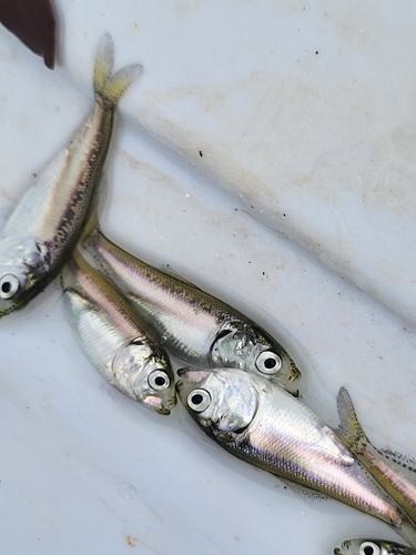 Gulf menhaden (Brevoortia patronus) — Clupeidae