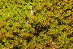Syntrichia ruralis