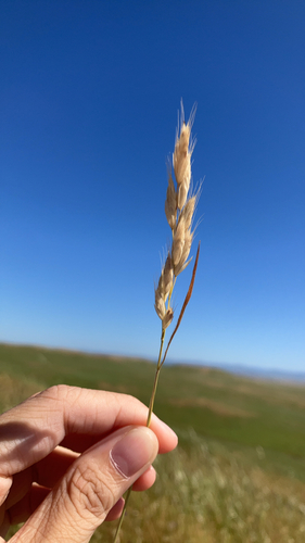 iNaturalist observation photo of common soft brome