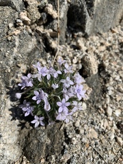 Langloisia setosissima