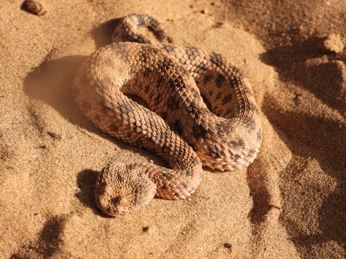 Sahara Sand Viper