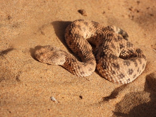 Sahara Sand Viper