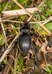 Carabus convexus