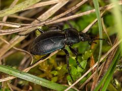 Carabus convexus