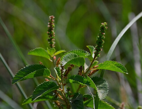 Acalypha variabilis