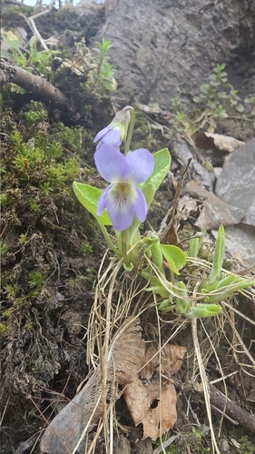 Hill Violet (Viola collina)