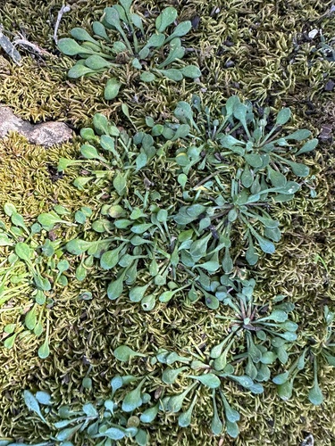 Bellium bellidioides, photograph 5