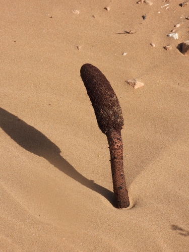 Red Thumb (Cynomorium coccineum)