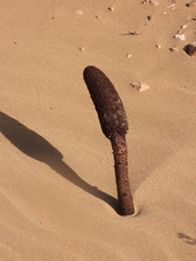 Cynomorium coccineum