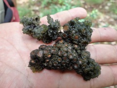 Leptogium phyllocarpum