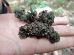 Leptogium phyllocarpum