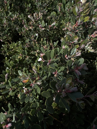 Sandmat Manzanita (Arctostaphylos pumila)