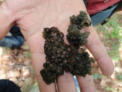 Leptogium phyllocarpum