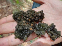 Leptogium phyllocarpum