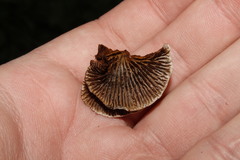 Gloeophyllum abietinum