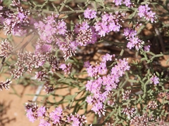 Limonium tuberculatum